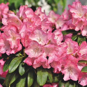 Rododendron jakušimský (Rhododendron yakushimanum) ´TINA HEINJE´ - výška 120-140 cm, kont. C7.5L - NA KMIENKU